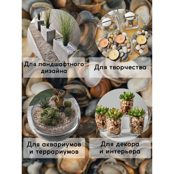 Морская ракушка размер 20-40мм,1.5кг