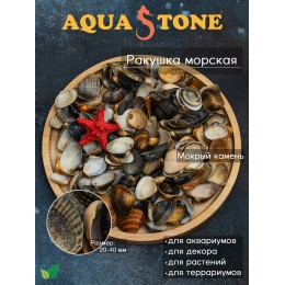 Морская ракушка размер 20-40мм,1.5кг