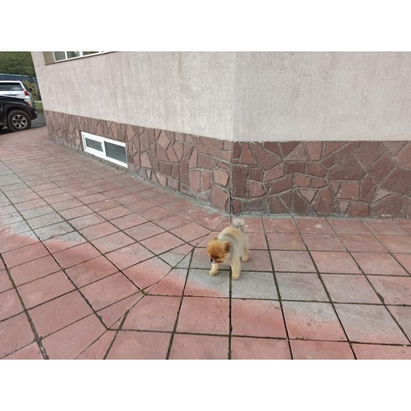 Плитняк Лемезит Бордо красный